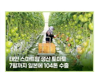 태안 스마트팜 생산 토마토 - 7월까지 일본에 104톤 수출
