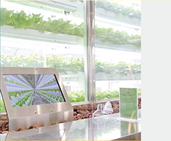 “사막에서 채소·딸기 키웁니다” 스마트팜 UAE수출 200만달러