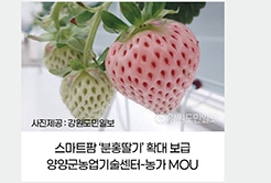 스마트팜 ‘분홍딸기’ 확대 보급 / 양양군농업기술센터-농가 MOU