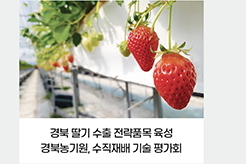 경북 딸기 수출 전략품목 육성 - 경북농기원, 수직재배 기술 평가회